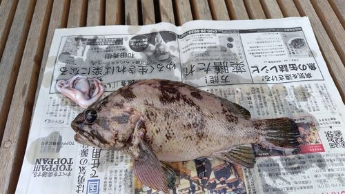 ムラソイの釣果