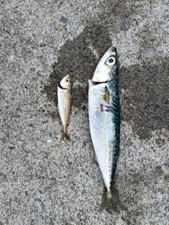 サバの釣果