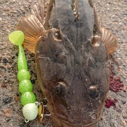 マゴチ