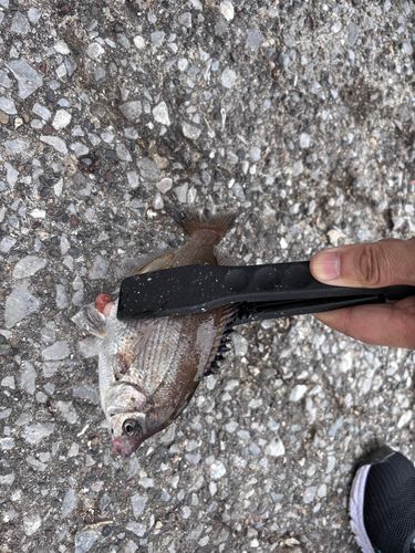 ウミタナゴの釣果