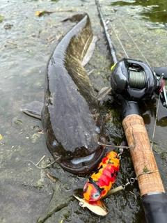 ナマズの釣果