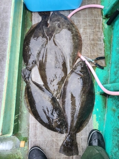 ヒラメの釣果