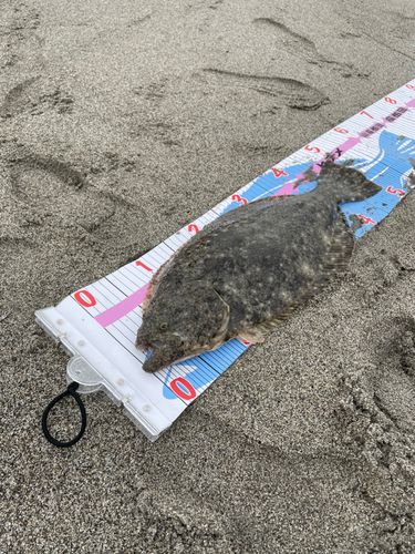 ヒラメの釣果