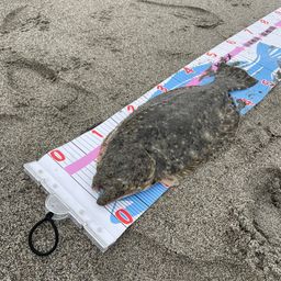 ヒラメ