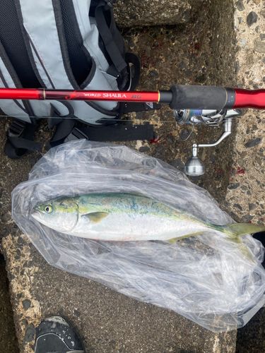 ヤズの釣果