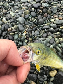 ワカシの釣果
