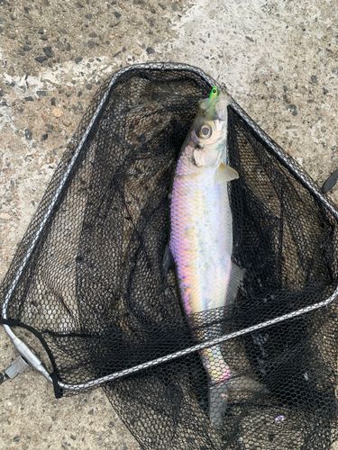 ヒラの釣果