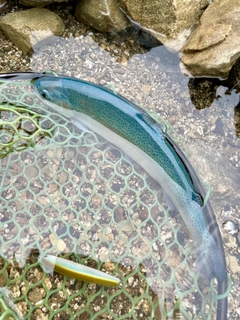 ニジマスの釣果