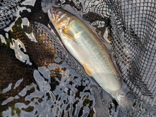 アユの釣果