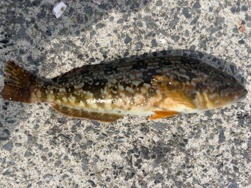 アイナメの釣果