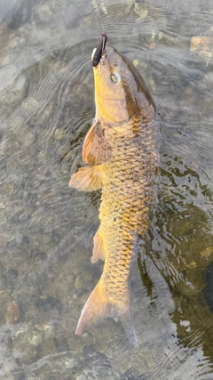 コイの釣果