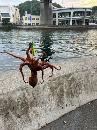 タコの釣果