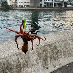 タコ