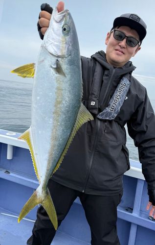 ヒラマサの釣果