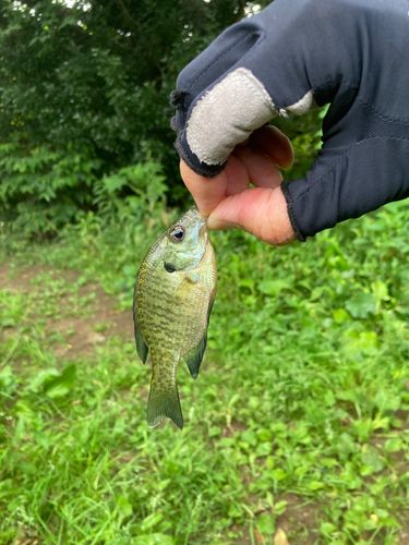 ブルーギルの釣果