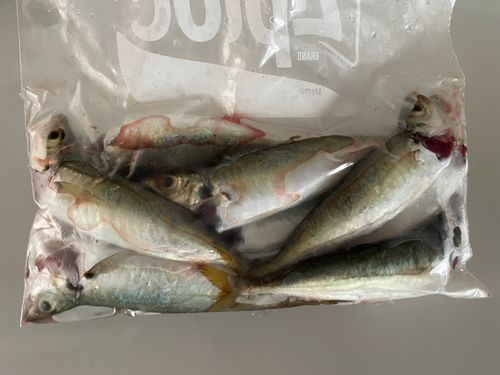 マルアジの釣果