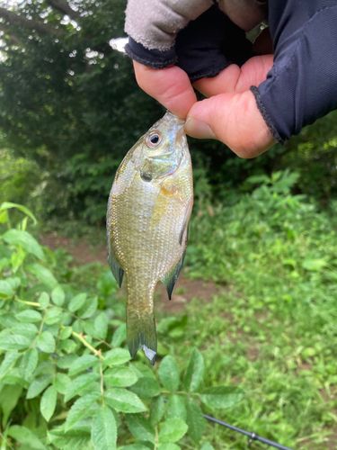 ブルーギルの釣果