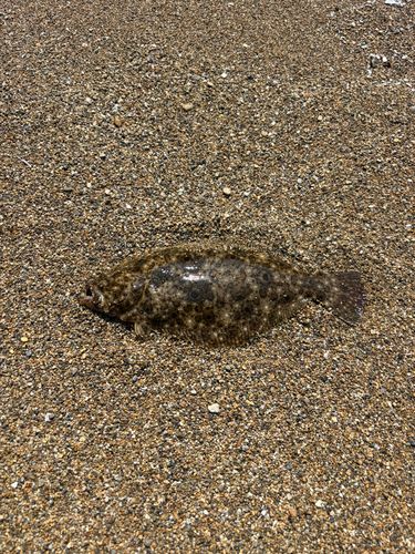 ソゲの釣果