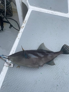 ウマヅラハギの釣果