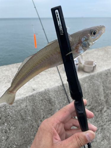 キスの釣果