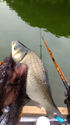 ヘラブナの釣果