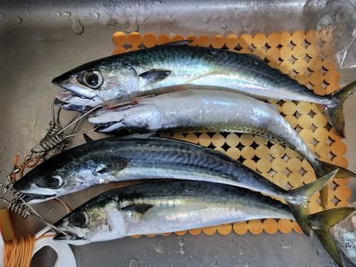 サバの釣果