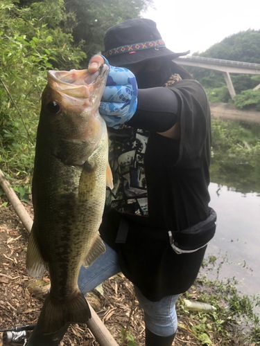 ブラックバスの釣果