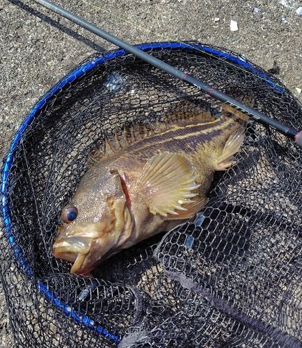 シマソイの釣果