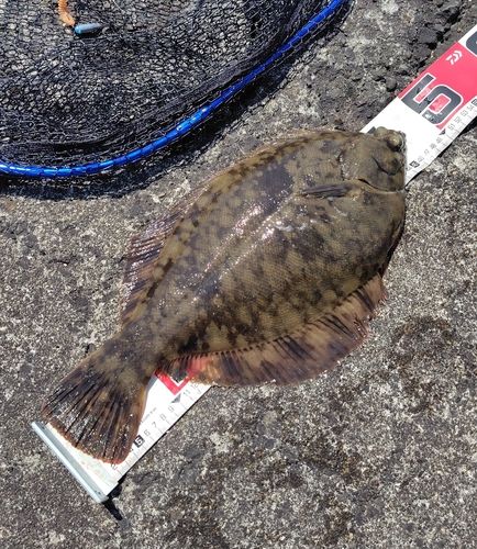 クロガシラガレイの釣果