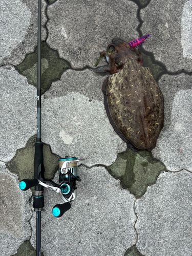 コウイカの釣果