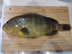 アオハタの釣果