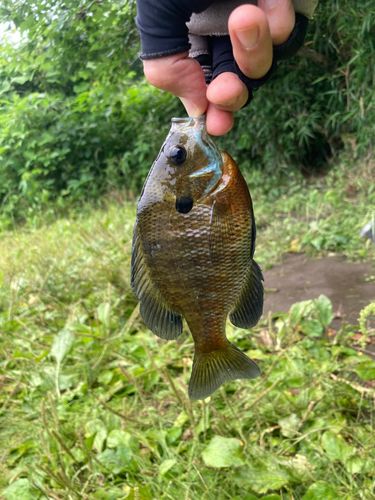ブルーギルの釣果