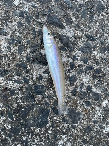 シロギスの釣果