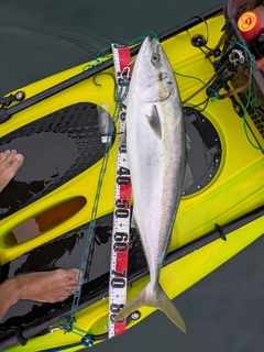 ブリの釣果