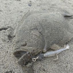 ヒラメ