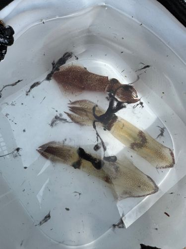 マメイカの釣果