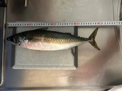 サバの釣果