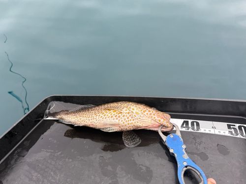 オオモンハタの釣果
