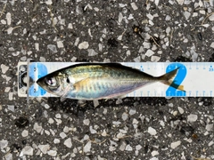 マアジの釣果