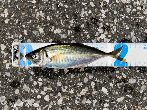 マアジの釣果