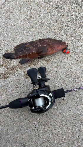 キジハタの釣果