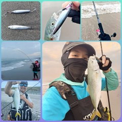 ワカシの釣果