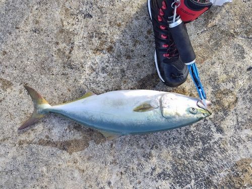 ハマチの釣果