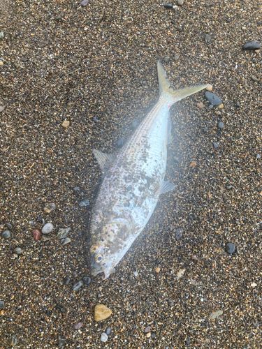 コノシロの釣果
