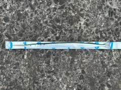 ダツの釣果