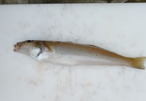 キスの釣果