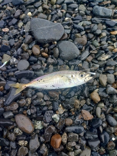 サバの釣果