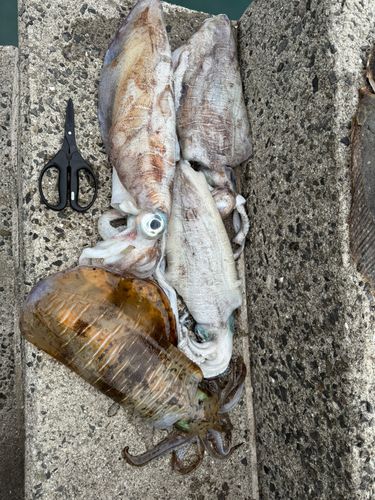 アオリイカの釣果