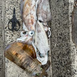 アオリイカ
