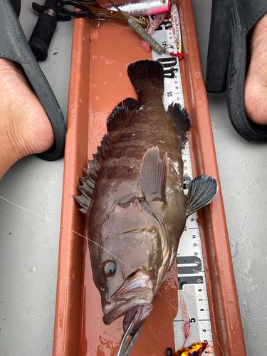 クエの釣果